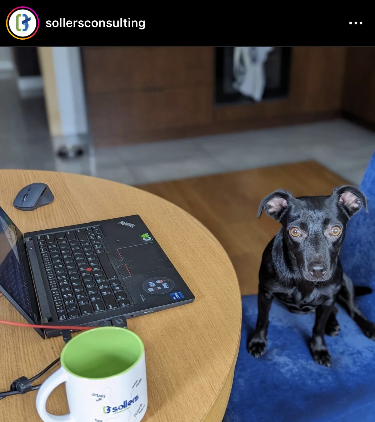 Zwierzęta w employer brandingu