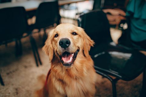 Zwierzęta w employer brandingu